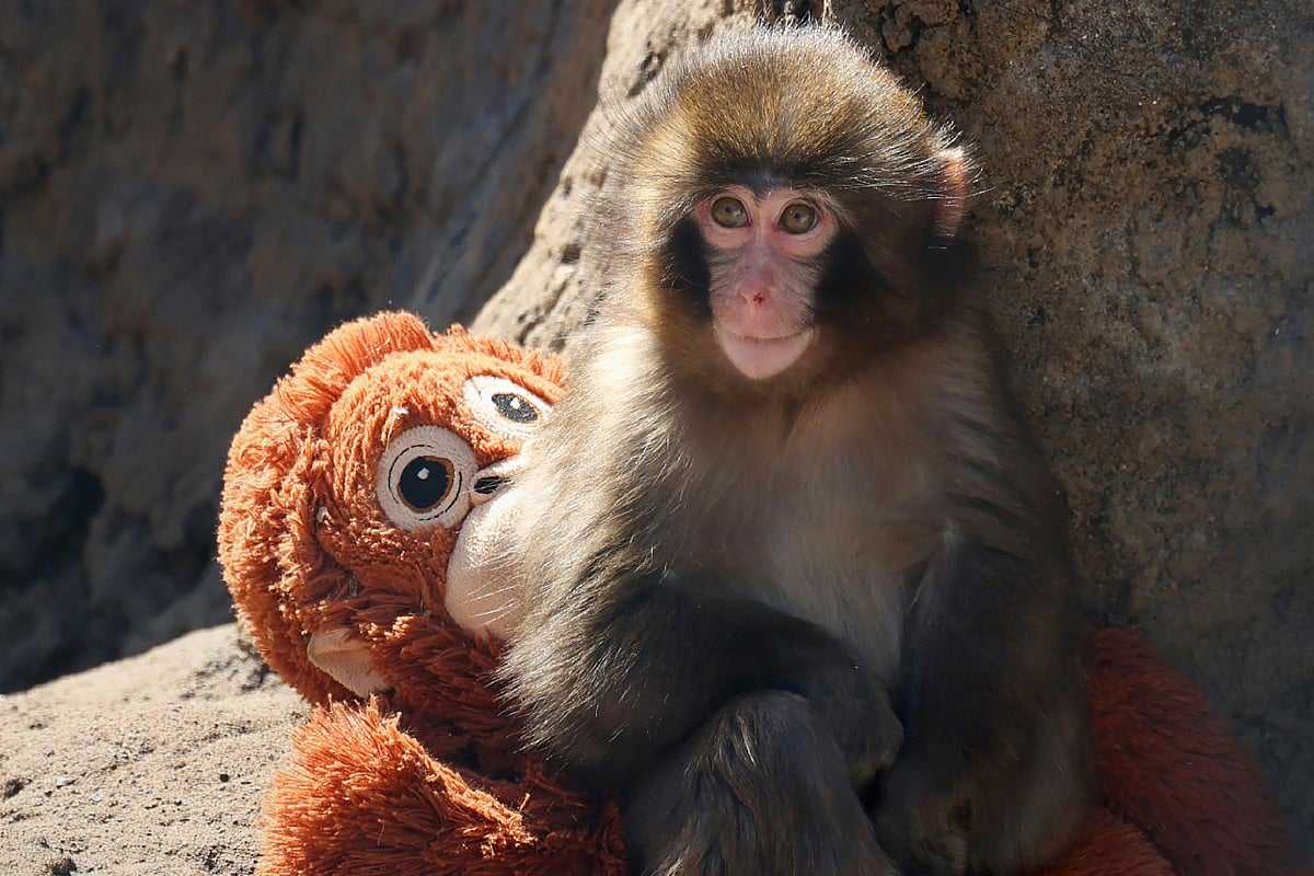 The Little Monkey and Its Toy: A Story of Resilience and Hope