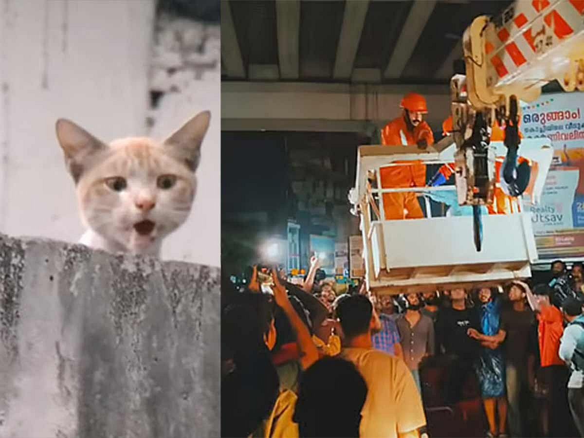Heartwarming rescue of a cat in Kochi: Community united for a humanitarian goal